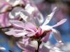 Star Magnolia 4