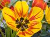 Tulips from the Side Yard