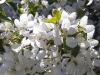 Apple Blossoms