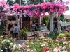 Tea Room in the Rose Garden