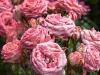 Cascades of Roses