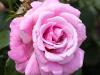 Perfect in Pink 