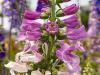 Foxglove