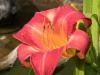Just One of Two Exotic Day Lilies to Bloom this Year
