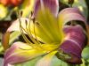 the Second Day Lily