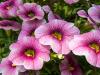 Pink Million Bells