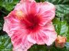 the New Hibiscus