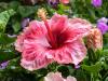 Full of Blooms