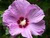 Rose of Sharon Time