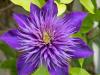 A Late Clematis