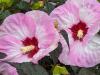 Hibiscus in the Wind and Rain