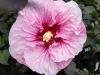 A Perennial Garden Hibiscus