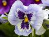 Pansy in the Rain