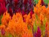 Brilliant Cellosia