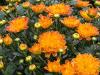 Mums, a Sure Sign of Fall