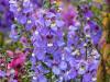 Blue Autumn Flowers