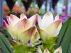 Unusual New Flowers