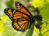 A Viceroy Butterfly
