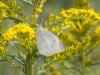 White Butterfly